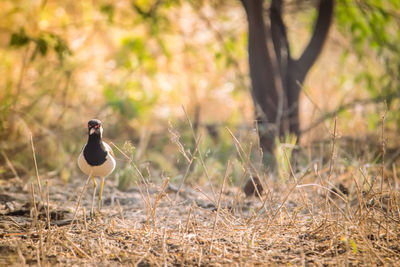 Bird perching on a field