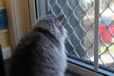 Close-up of cat on window