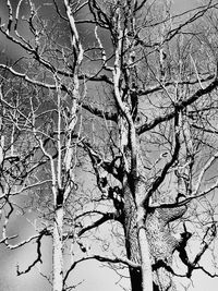 Low angle view of tree against sky