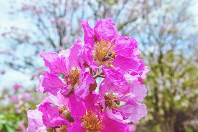Close-up of bee on pink flower