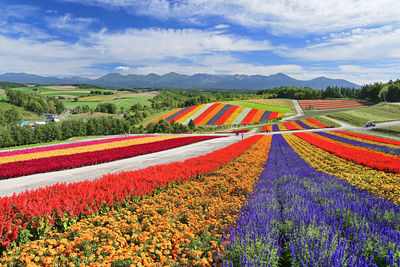 Scenic view of lavender field against cloudy sky