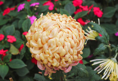 Close-up of pink flowering plant