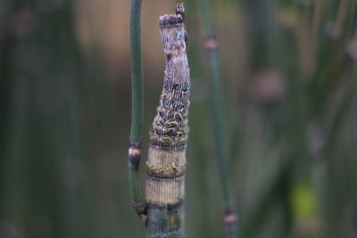 Close-up of tree trunk in forest