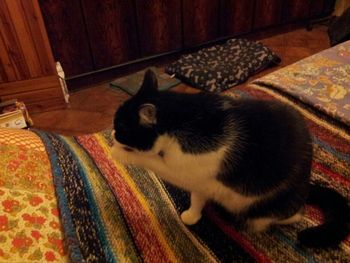 View of cat resting on carpet at home