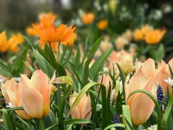 Close-up of orange tulips on field