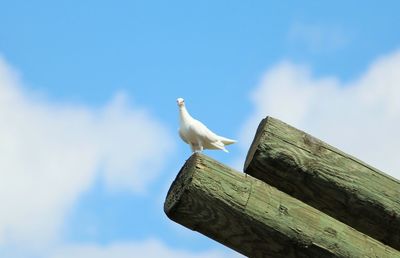 Low angle view of bird perching on wood against sky