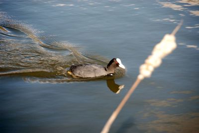 Duck swimming in a lake