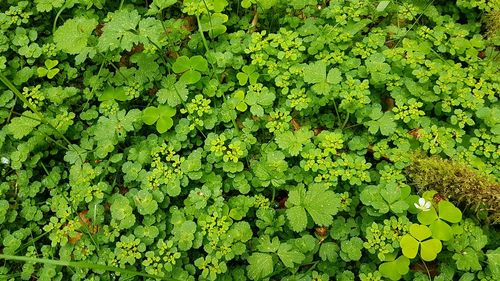 Full frame shot of fresh green leaves