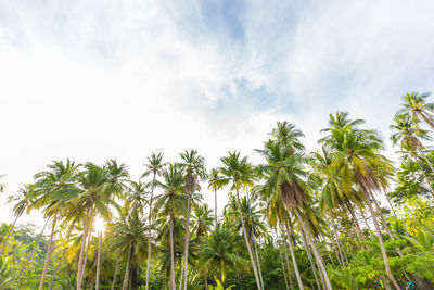 Low angle view of coconut palm trees against sky