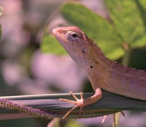 Close-up of a lizard