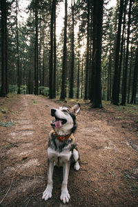 Dog on tree trunk in forest