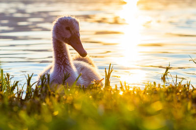 Close-up of swan swimming in lake