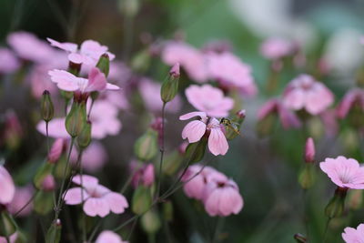 Close-up of pink flowering plant