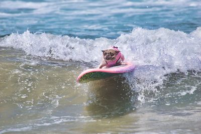 View of dog surfing in sea
