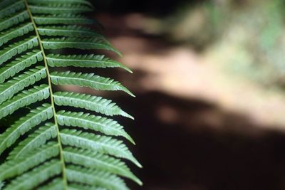 Close-up of plant