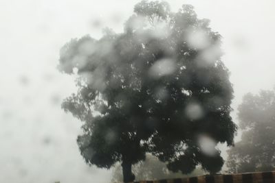 Close-up of tree against sky during winter