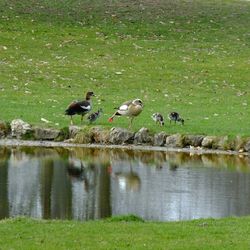 Ducks on lakeshore