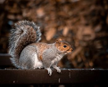 Close-up of squirrel