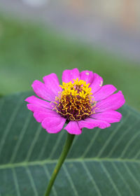 Close-up of pink flower