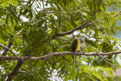 Low angle view of bird perching on tree in forest