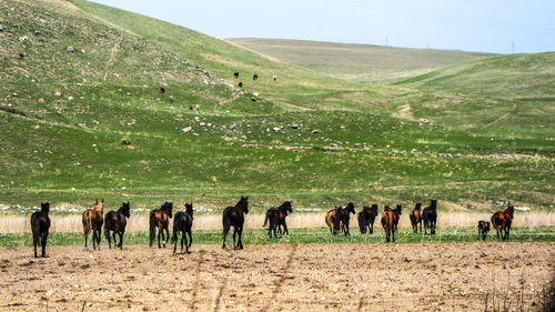 Horses in a field