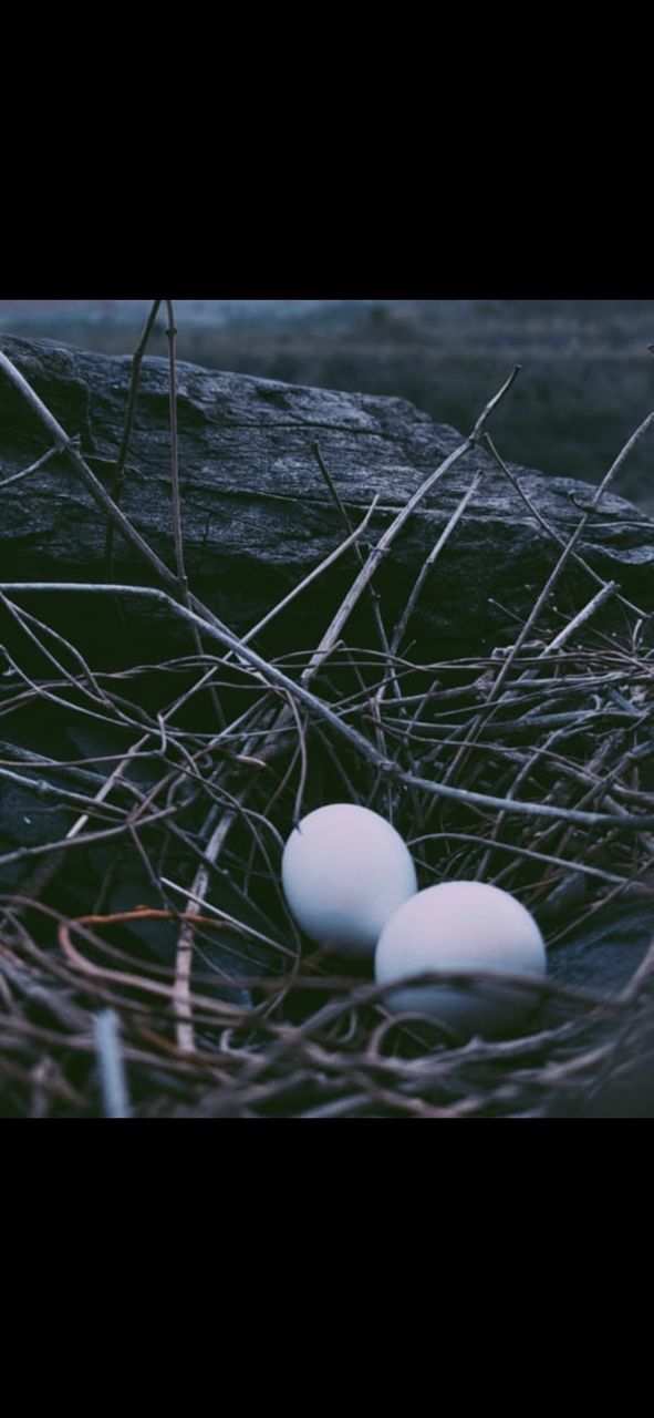 upcoming birds baby 😍 Birds Egg Black Background Studio Shot Backgrounds Easter Beach Egg Close-up