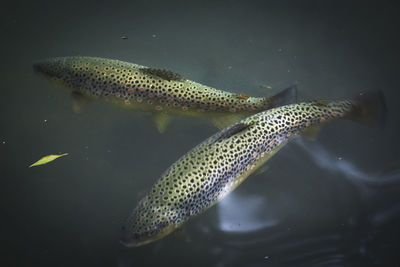 Close-up of fish swimming in sea