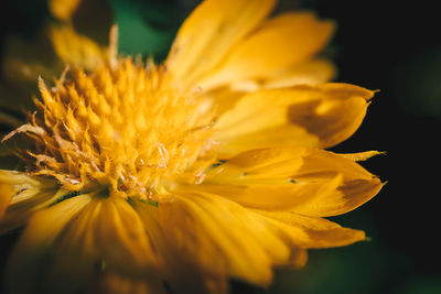 Close-up of yellow flower blooming outdoors