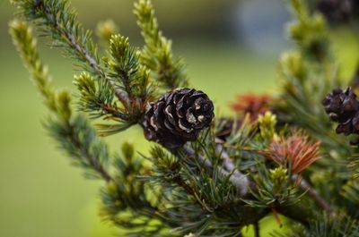 Close-up of insect on pine cone