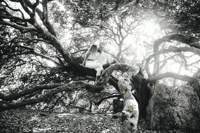 Low angle view of cat sitting on tree trunk