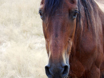 Close-up of horse on field