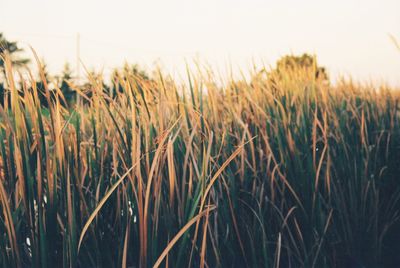 Close-up of stalks in field against sky