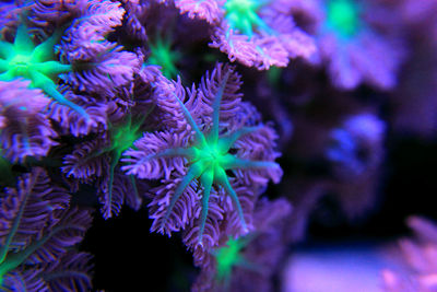 Close-up of coral in aquarium