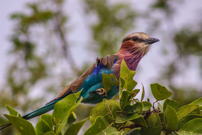 Close-up of bird perching on plant