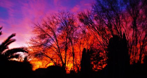 Silhouette of trees at sunset