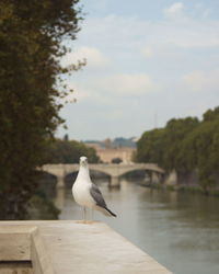 Seagull. chilling in rome