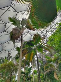 Low angle view of flowering plants against sky