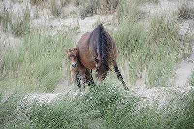 Horses in the dunes