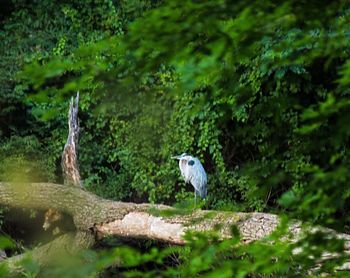 Bird perching on a tree