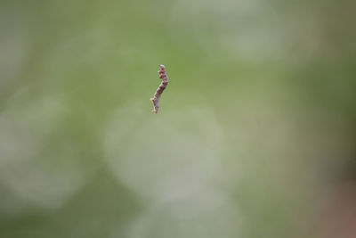 Close-up of insect on plant