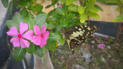 Close-up of butterfly on pink flowers blooming outdoors