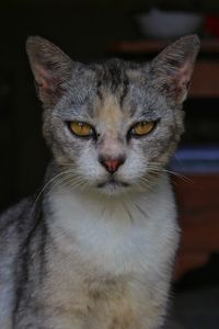 Close-up portrait of cat