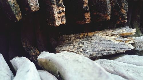 Close-up of log on rock