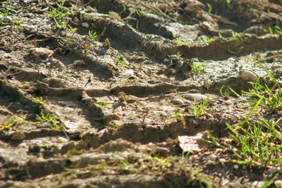 Close-up of lizard on field