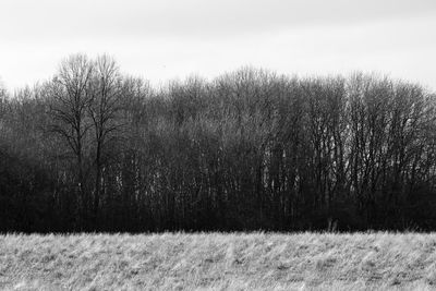 Bare trees on field against sky during winter