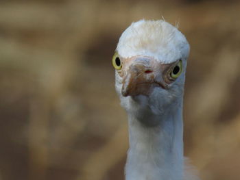 Close-up of a bird