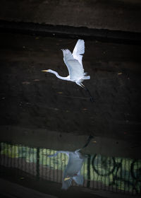 White bird flying over water