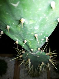 High angle view of water drops on leaf