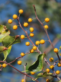 Close-up of berries growing on tree