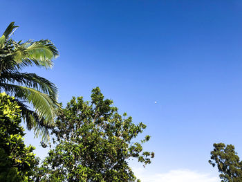 Directly below shot of trees against clear blue sky